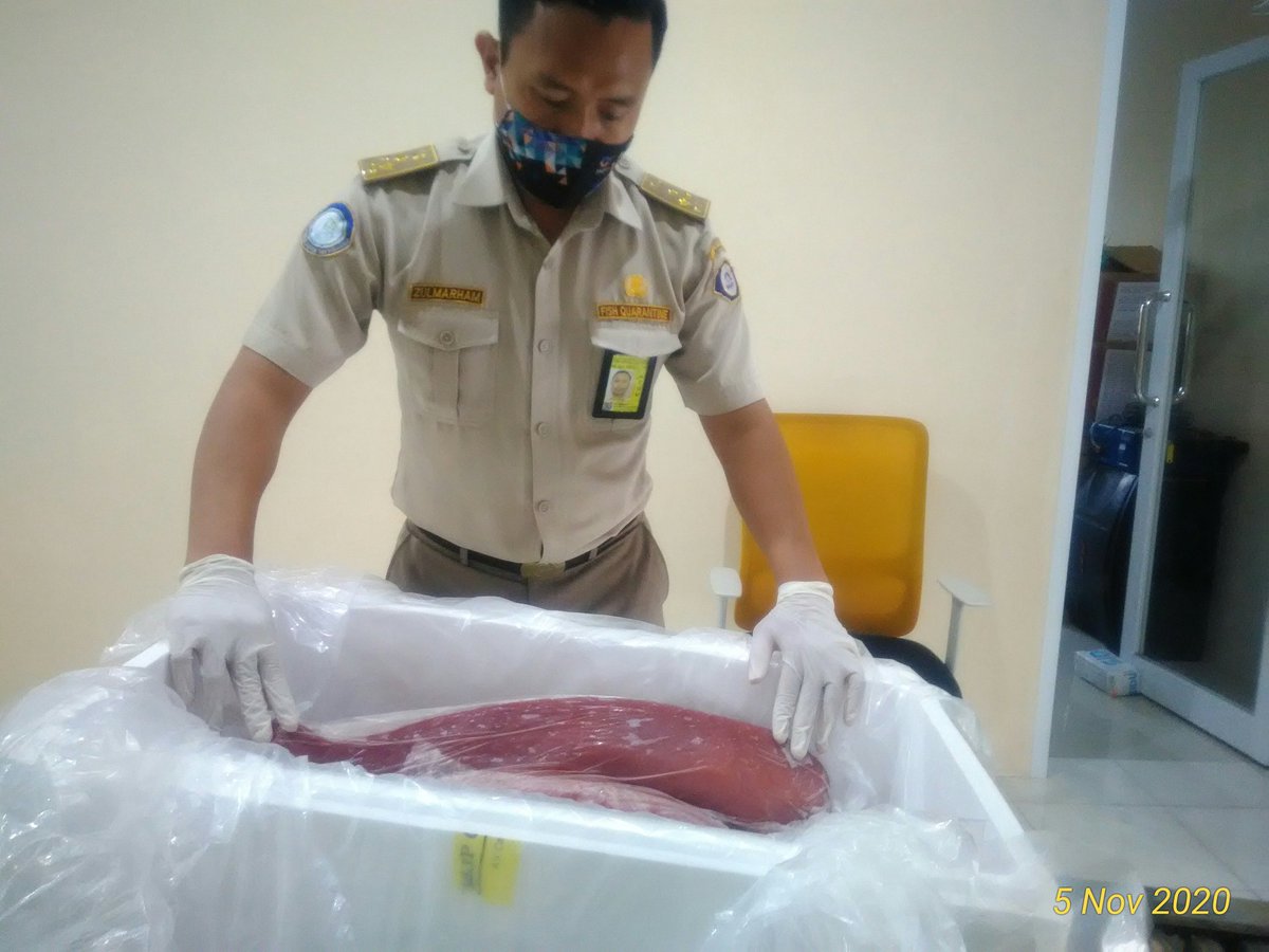 BPPMHKPMakassar's tweet photo. 05/11 15:37 Pemeriksaan fisik kebenaran jenis dan jumlah terhadap lalulintas domestik tujuan Jakarta berupa  Daging Tuna Segar 294 kg 10 koli   
di TPFI BBKIPM Makassar 
#OneHealthKIPM
@rinajanwar2201 
@idjahChadidjah 
@HumasBKIPM https://t.co/YkNXOE9T1i