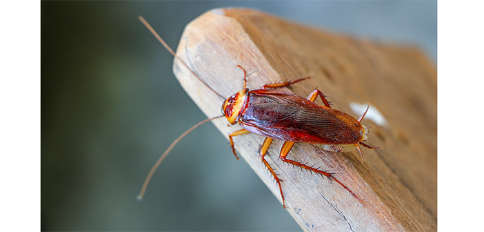 PestMagUK's tweet photo. The British Pest Control Association (BPCA) has warned that heating ducts and pipes can be prime spots for cockroaches as the heating goes on in the autumn.

https://t.co/WL5OPWVP5x https://t.co/rCd4vWr15J