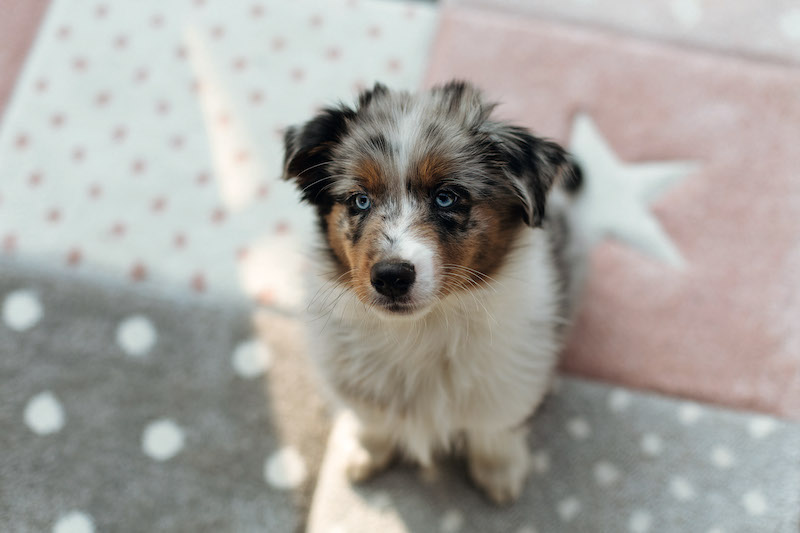 Vierbeiniger Familienzuwachs - So helfen Sie Ihrer Fellnase beim Eingewöhnen - bauen-wohnen-aktuell.de/wohnen/haustie… #Hundewelpe #Katzenwelpe #Tierspielzeug