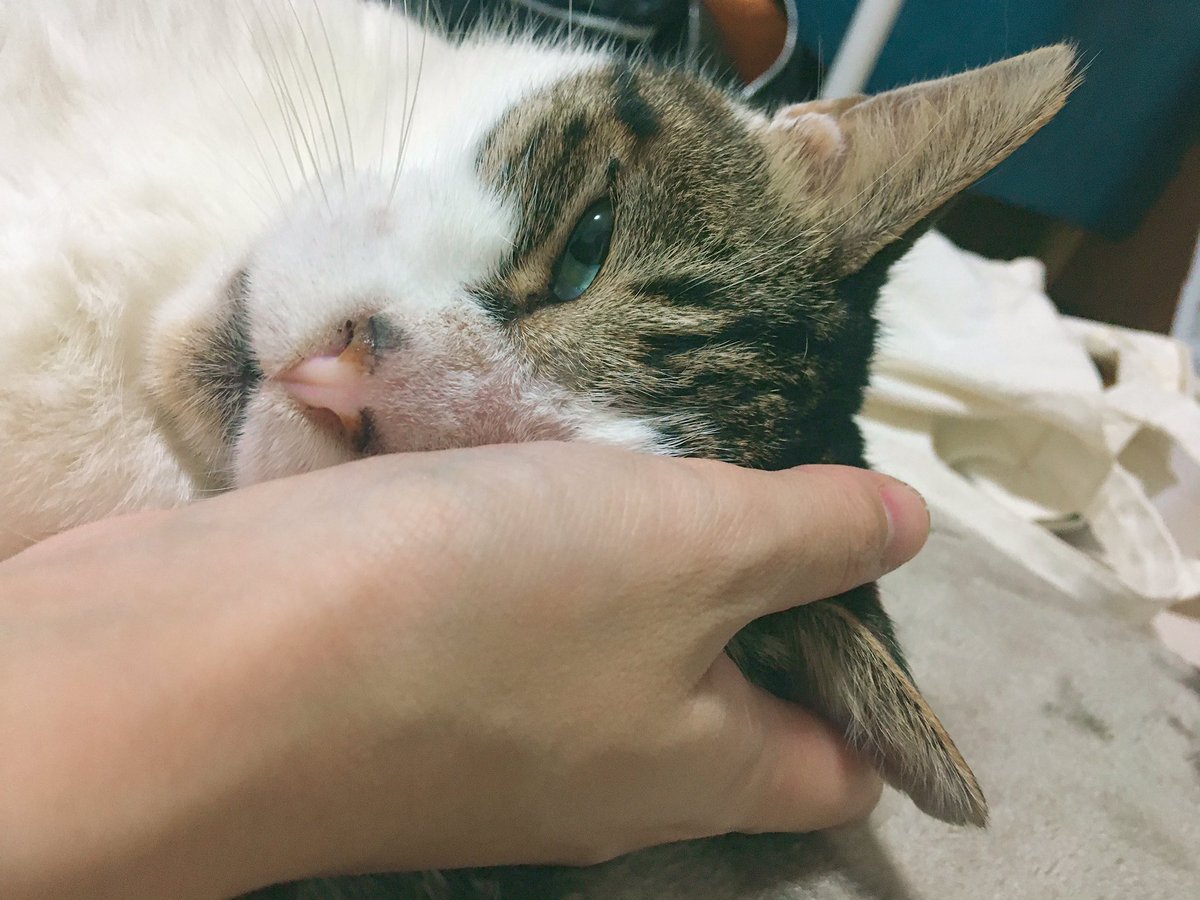 エル 元河原猫 実家は一階というか戸建てだったのですが 現在4階 地面から離れると寒くないのか と不思議に思っています 笑 それぐらいまだ寒くないのですよね 真冬でエルがお留守番する時の防寒対策をどうしようか今から悩んでいますー