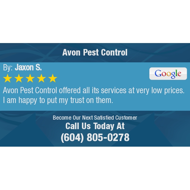 avonpestcontrol's tweet photo. 5 Star: Jaxon S. "Avon Pest Control offered all its services at very low prices. I am happy to put my trust on..." https://t.co/s7wsJoGrXs https://t.co/53adqjZxUI