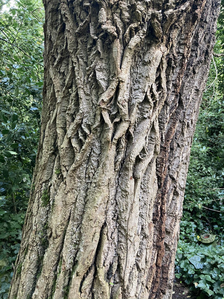 Abney park open as a place for peace and reflection right now, especially on early mornings. Ancient trees for wisdom and stability.  #AbneyAutumn