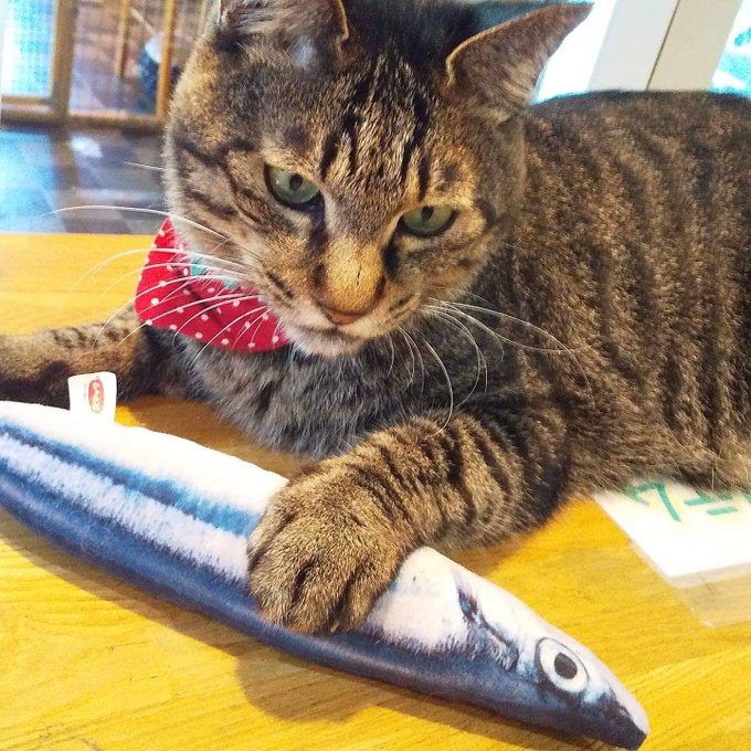 Cat Cafe Wish めでるば