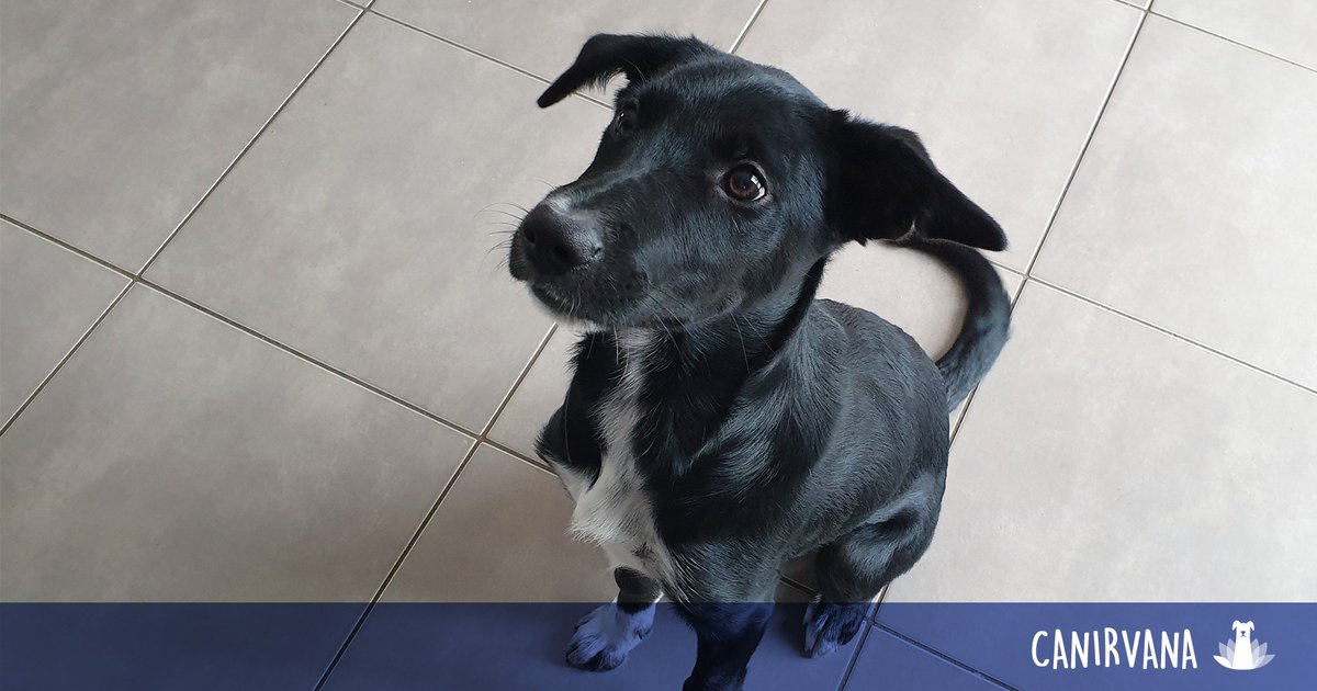 _canirvana's tweet photo. 📘 Consultation JOYCE (croisée Border Collie ♀️ 4 mois) - 🤓🐶😍

Vive, affectueuse et dynamique, Joyce est en demande d’attention et d’activité. Elle apprend la propreté, les bases de l’éducation mais aussi l'assurance en présence de congénères. https://t.co/2NiuinIUXX