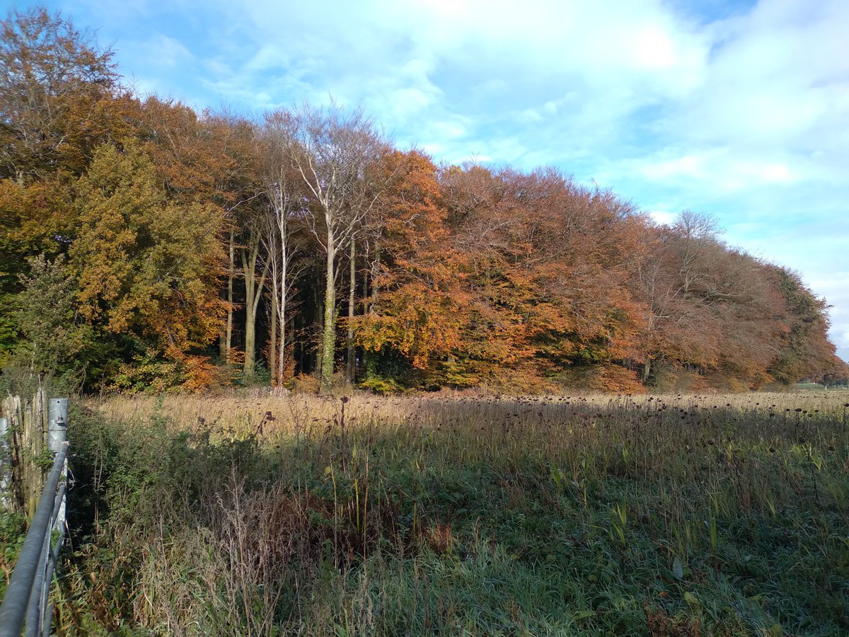Autumn colours in Oakfrith Wood.  #Urchfont  #Wiltshire