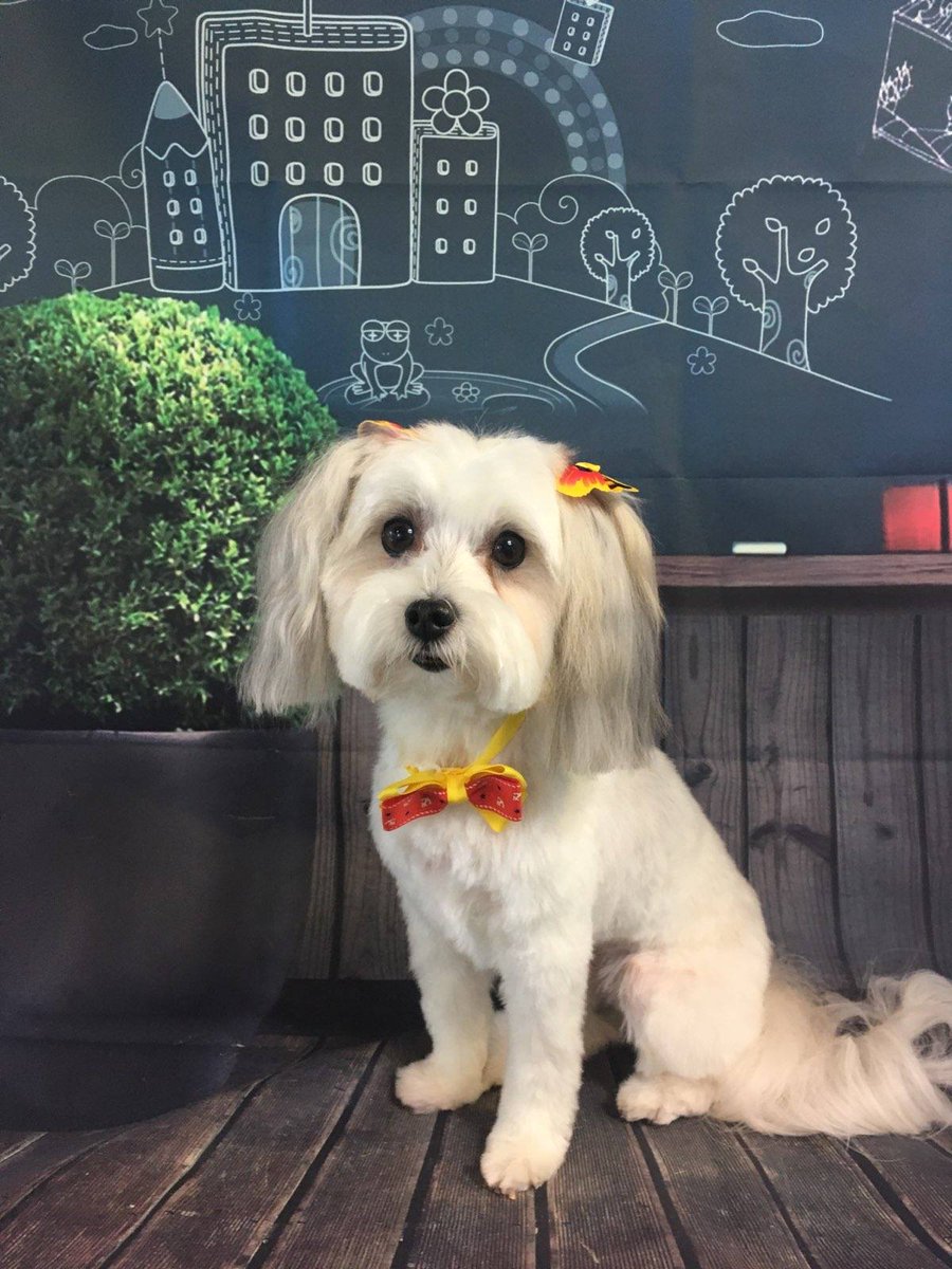 Fox5Kaitlyn's tweet photo. EASING ISOLATION DURING PANDEMIC The Pets Together project helps bring the outside world, in.
That matters more than ever, especially for seniors in assisted care facilities.ย
This AM on @GoodDayAtlanta you'll meet Cali & her owner - and hear how they're helping. #petstogether https://t.co/vYxAY5vcjZ