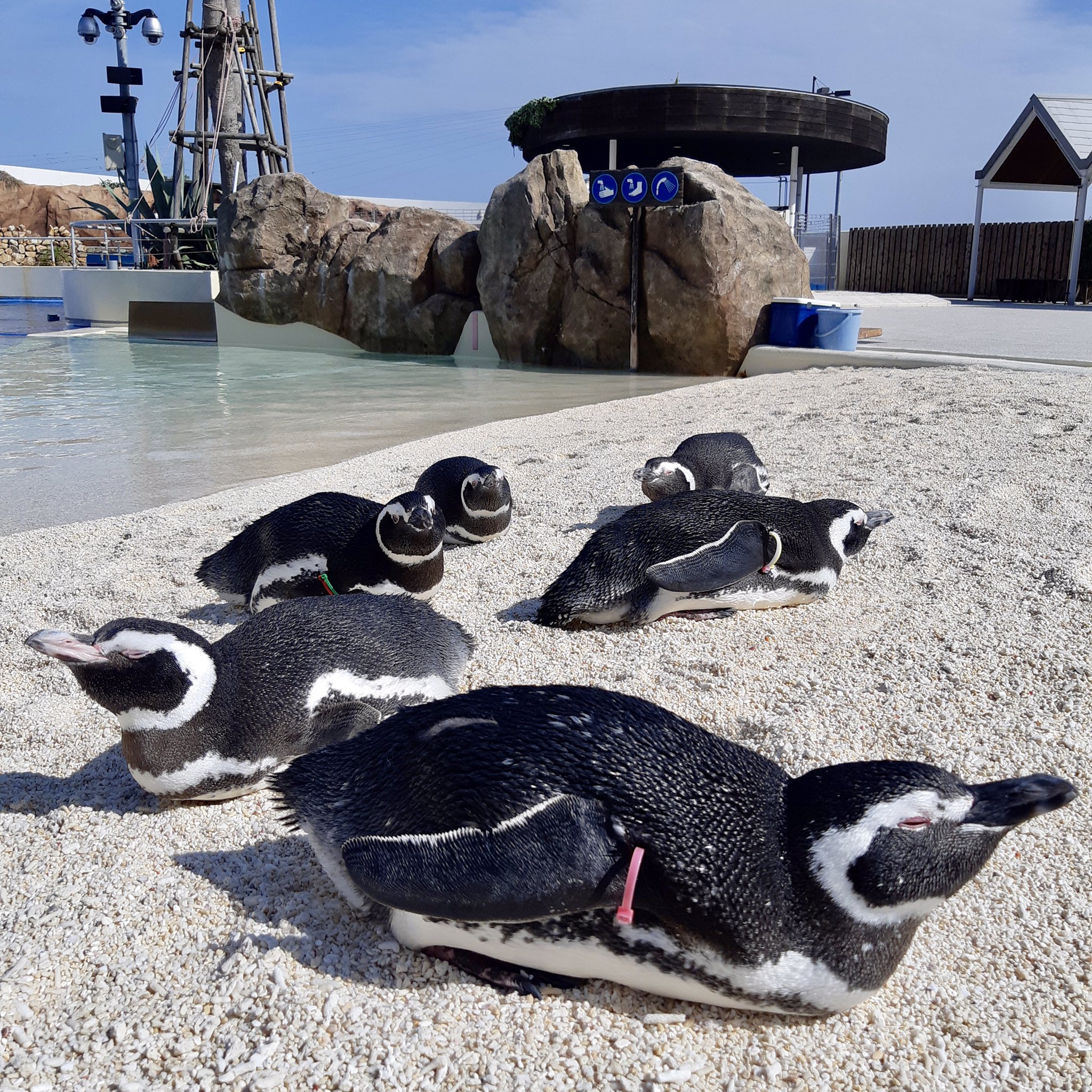 Twitter 上的 大分マリーンパレス水族館 うみたまご 一緒にお昼寝 しませんか T Co Hrzrodtmpe Oita 大分 別府 おんせん県 水族館 うみたまご マリーンパレス あそびーち マゼランペンギン ペンギン T Co D9emif3h0q Twitter