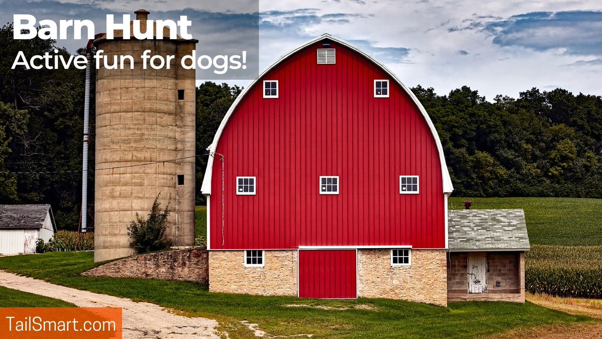 tailsmart's tweet photo. Barn Hunt: Active fun for dogs!
#dogs #barnhunt

https://t.co/3F2nKeEqij https://t.co/UoOYAVLLPH