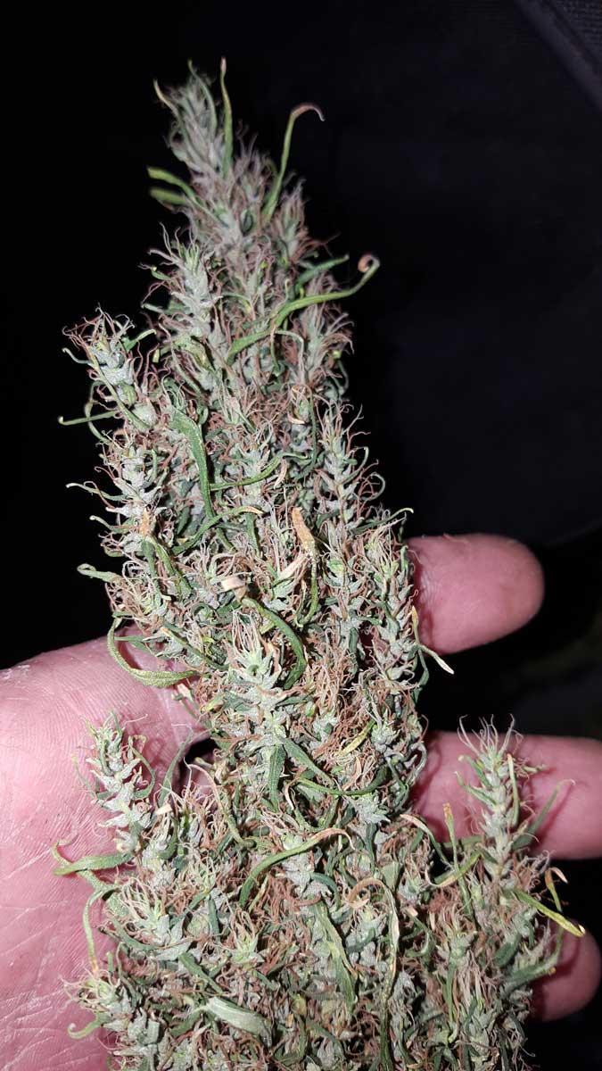chillandgreen's tweet photo. guess where this is from, received in DM.
#weedinnepal #wildstrains https://t.co/dd1PCSIDDN