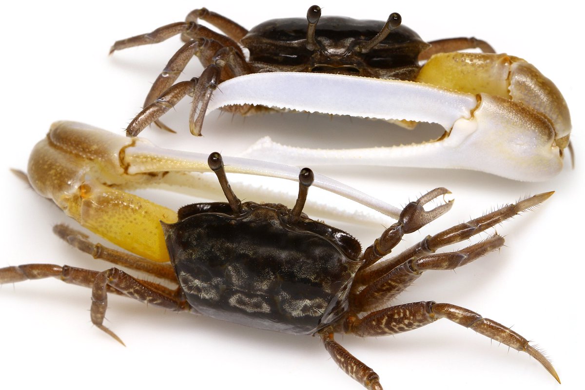 ゆうじ 岩礁あおり採集を始めて本当に桁違いにウミウシが見つかるようになった その一方デメリットも大きい 致命的なのはウミウシ以外の収穫が皆無に近くなったこと また水中で左腕のみを全力で振り続けているため片腕の疲労が半端ない 海でこんだけ片腕