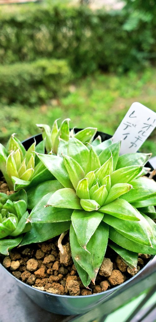 ピンクプリティ Twitter Search