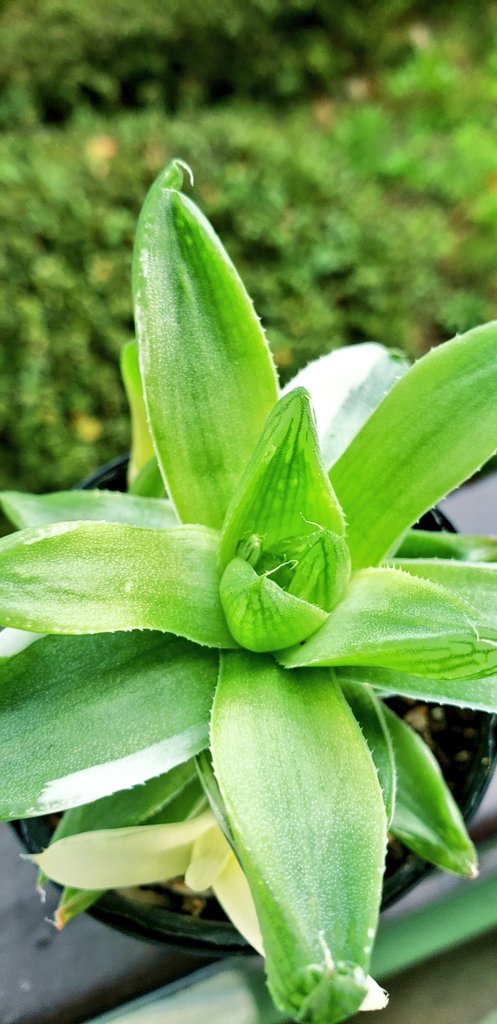 ピンクプリティ Twitter Search