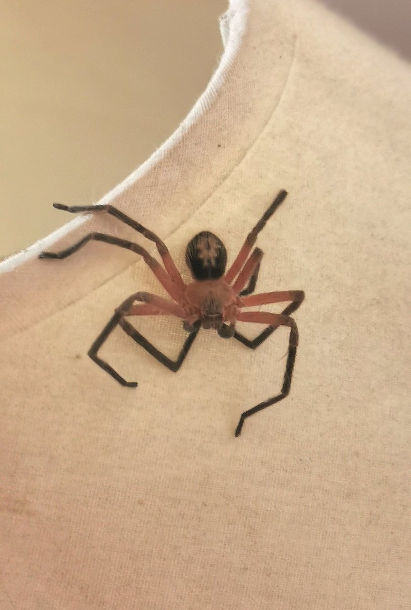 Cristián Chico Pérez tweet media