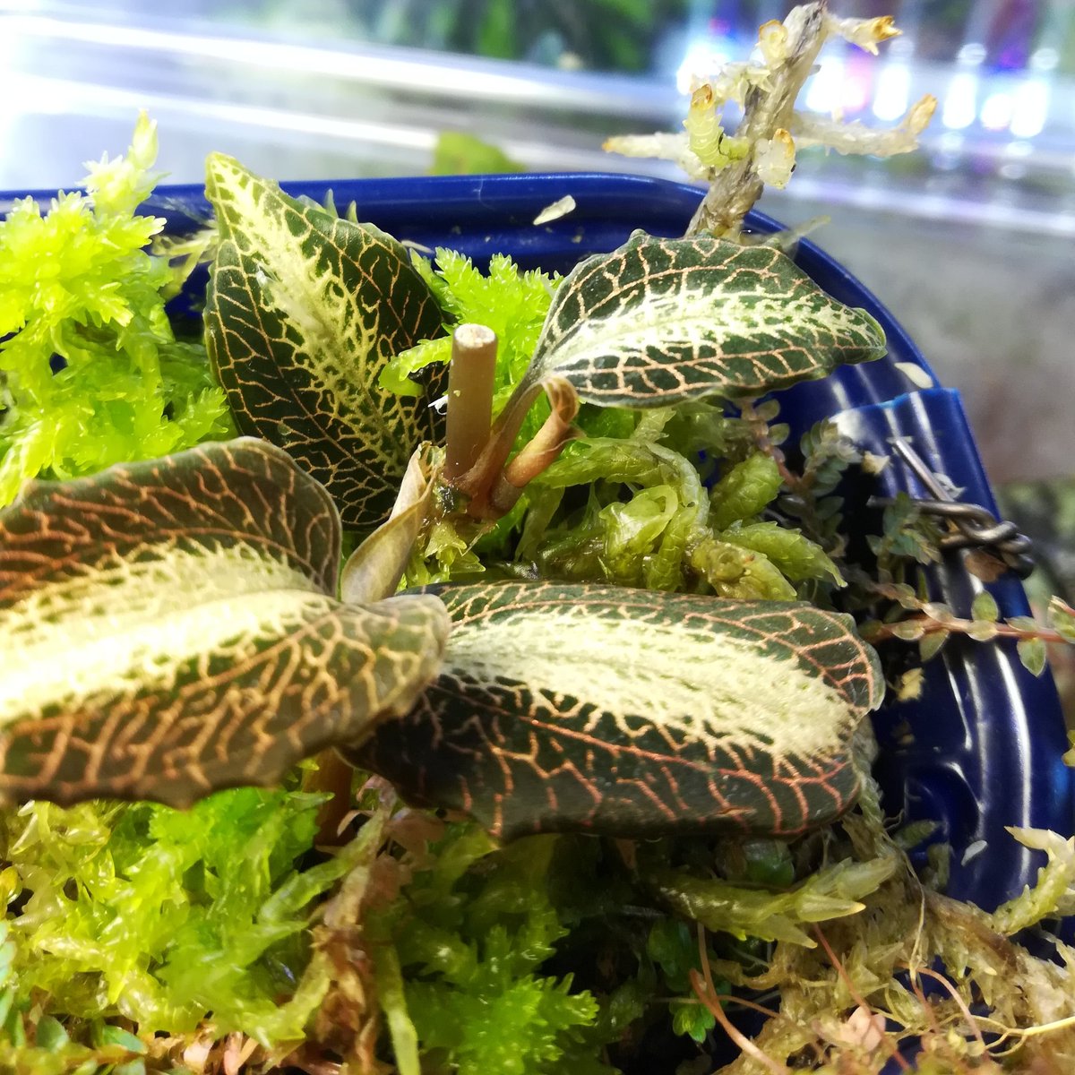 美穂 No Twitter ジュエルオーキッドの生水苔栽培って多肥に出来ないから コンパクトにゆっくり育つんだよね はじめての冬越し大丈夫かなぁ 褒められて調子に乗ってる です 生水苔は強めの肥料に弱いみたいです ジュエルオーキッド ジュエルオーキッド生水苔