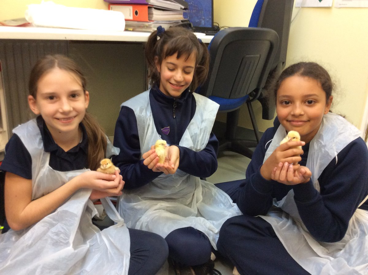 QG_Juniors's tweet photo. 🐥🐤🐣Chick Care in STEM Club this afternoon! 8/10 have hatched so far, 8 females and 2 males. 🐣🐤🐥#livingeggproject #primarystem @QG_Science https://t.co/T3vApRjT3L
