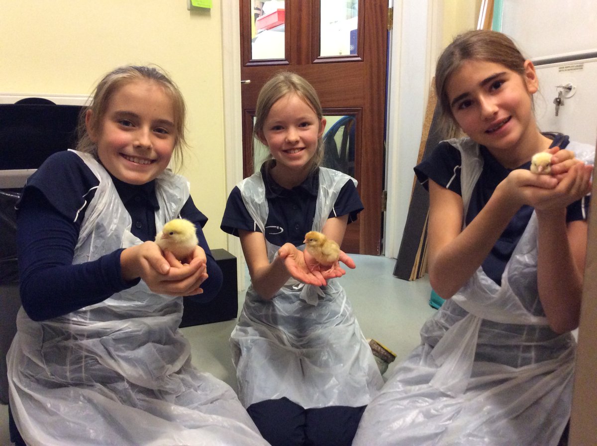QG_Juniors's tweet photo. 🐥🐤🐣Chick Care in STEM Club this afternoon! 8/10 have hatched so far, 8 females and 2 males. 🐣🐤🐥#livingeggproject #primarystem @QG_Science https://t.co/T3vApRjT3L