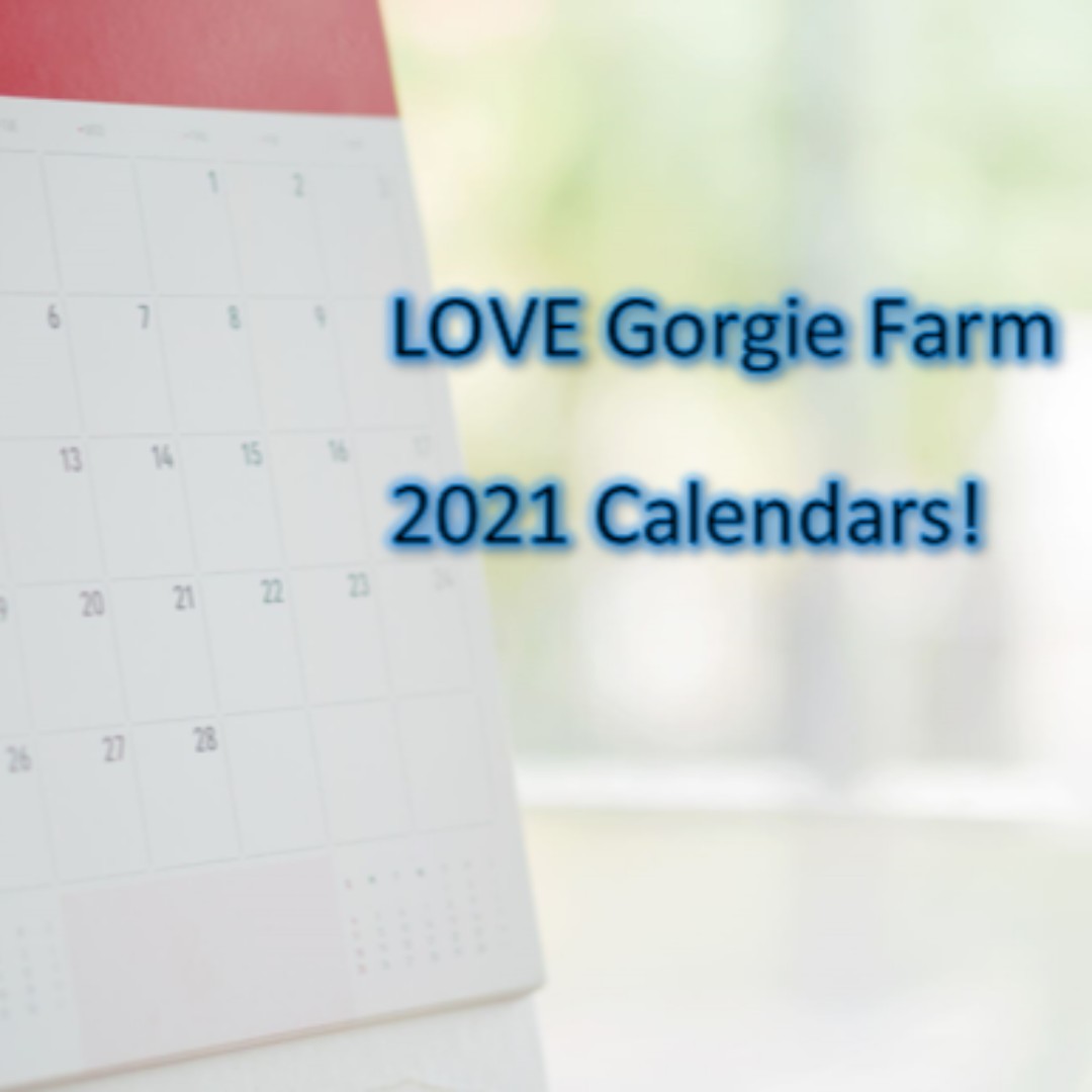 4th Christmas Announcement! Gorgie Farm calendars! This will feature our amazing staff and animals, and will be available for pre-order along with our Christmas cards next week! More info soon! 🎁🎄