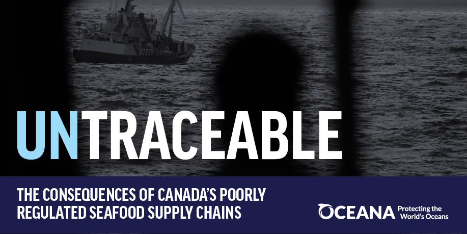 #BREAKING: New report, Untraceable, shows Canada’s opaque seafood supply chain is helping to perpetuate a global web of illicit fishing: oceana.ca/en/publication… #StopSeafoodFraud