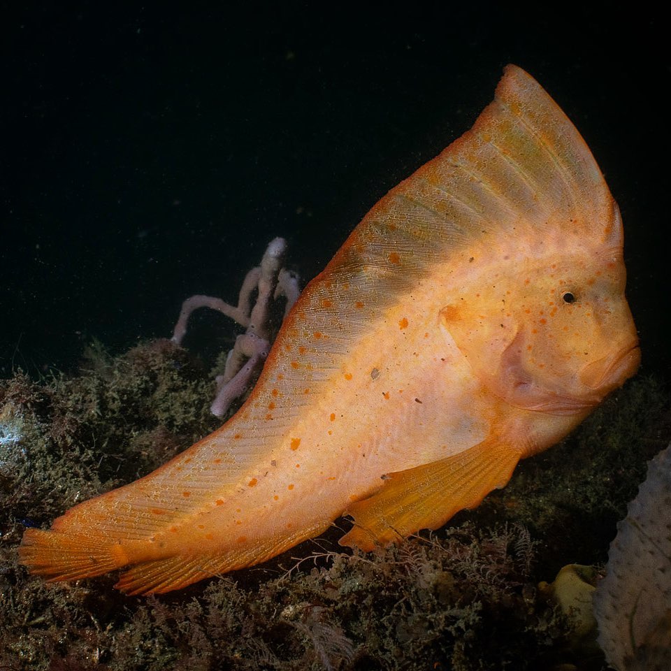 divetagram's tweet photo. Red Indian Fish on the move during a night dive...
📸 Clay Moran Photography
📍 Bare Island, la Perouse, NSW
...
#divetagram #scuba #scubadiving #diving #underwater #underwaterphotography #uwphotography #nature #bareisland #redindianfish #indianfish #nightdive https://t.co/rl5U2z1sKW