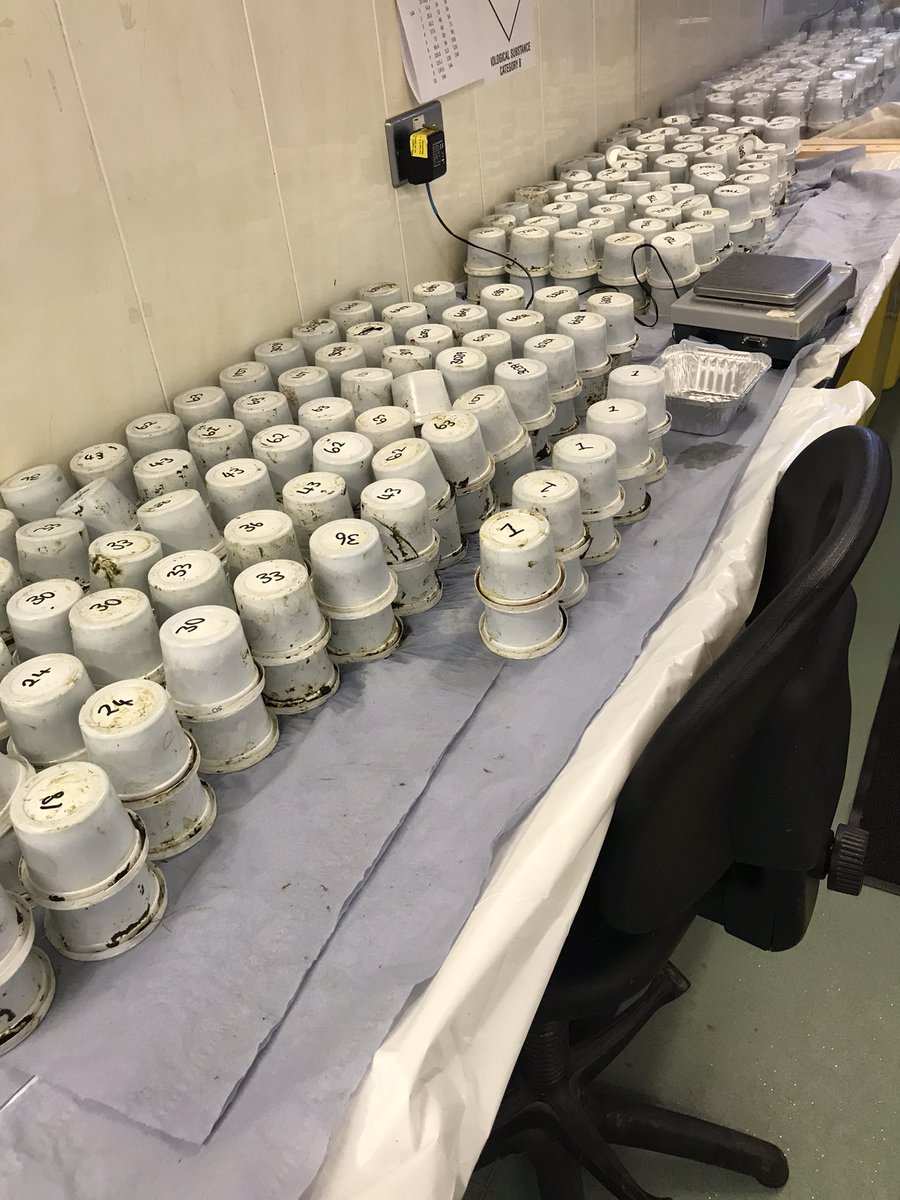 KatieStarsmore's tweet photo. Got a few cow shit filled samples to weigh out and bulk together over today and tomorrow. We have 80 cows and for each cow there are 10 samples. Such a glamorous day at work today #burpingcows https://t.co/pX4SKNeapC