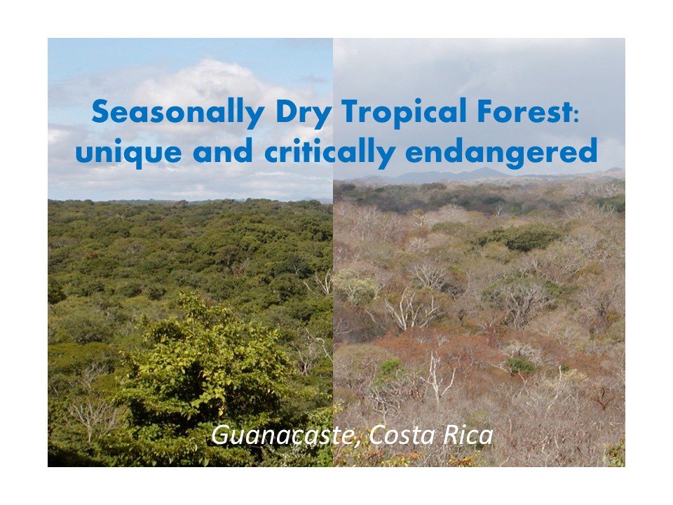 1/20  #TropiCon20 THANKS for the invitation! I fell in love with the tropical dry forest biome about 20 years ago. They support unique biodiversity, livelihoods, and sequester C, yet they face many threats from climate and land-use change.