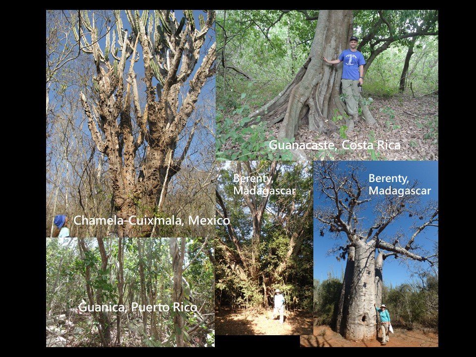 2/20  #TropiCon20  #tropicaldryforests span enormous climatic, edaphic, and composition gradients. Understanding what unites them and what differentiates them is important for conservation and forecasting responses to climate change.