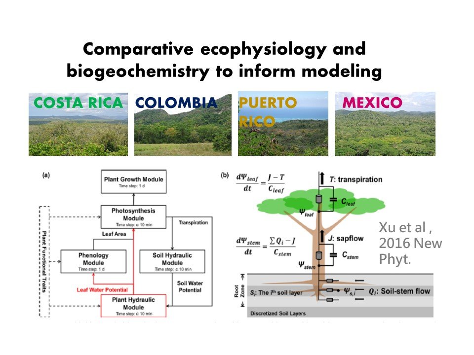 3/20  #TropiCon20 Our goal is to understand how climate, soils, and biogeography affect physiology and biogeochemistry of  #tropicaldryforests to better represent them in models and understand their responses to global changes