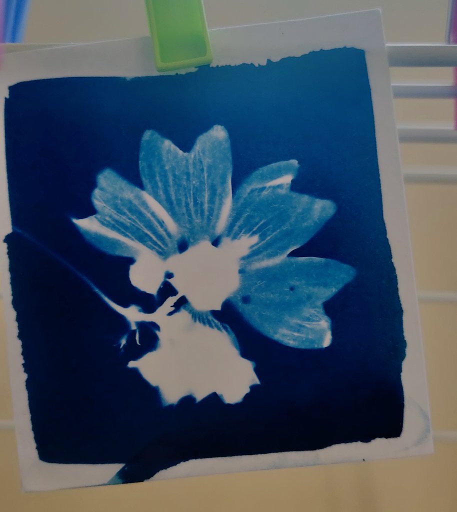 stephanielrng's tweet photo. Mes cyanotypes du matin 😊💜 https://t.co/tkZRIfzd1H