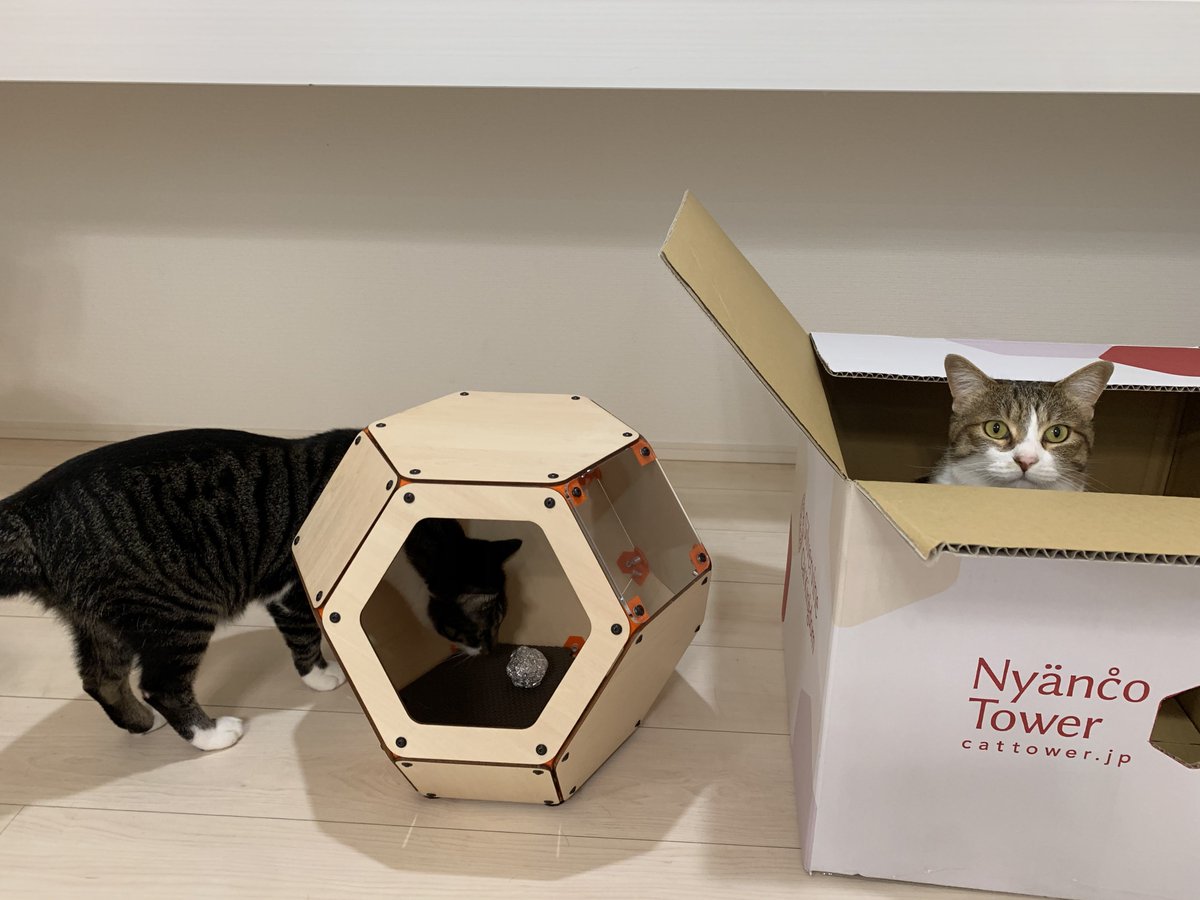 CatSilvervine's tweet photo. にゃんこカプセルと
ご対面の様子🐱🐱 https://t.co/5FV8xhnM49