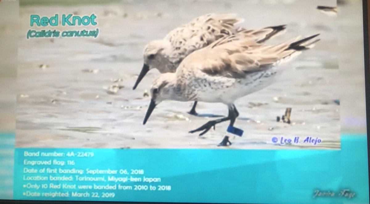 junhoso266's tweet photo. The 1st East Asian-Australasian Flyway Shorebird Science Meeting was held 3rd - 5th Nov online. It was a fantastic and inspirational event. Thank you to all the organisers & the speakers. The video of the winner in the competition was great & my bird in the video!! #EAAFSSM https://t.co/BoZ9TLmt6M