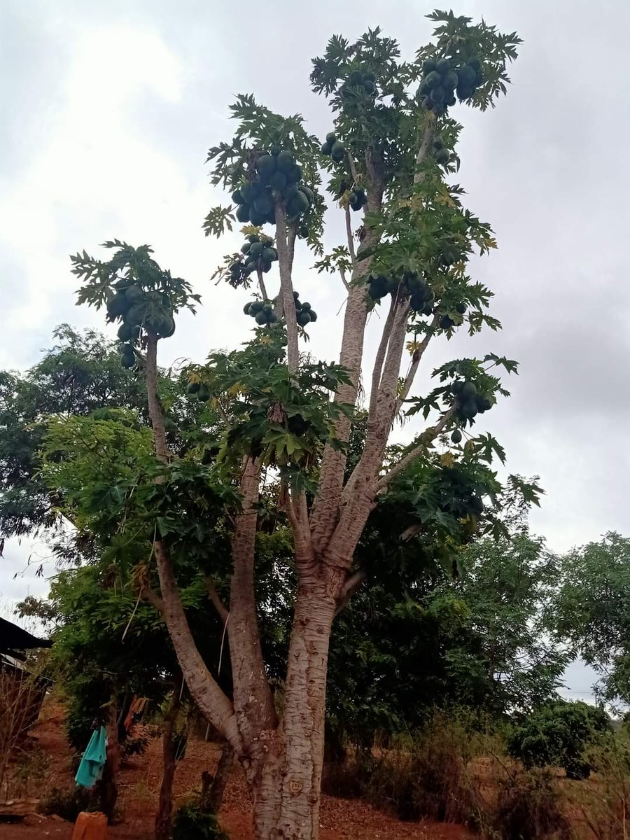 حسب المصدر ..عشر سنوات ولا تزال صامدة