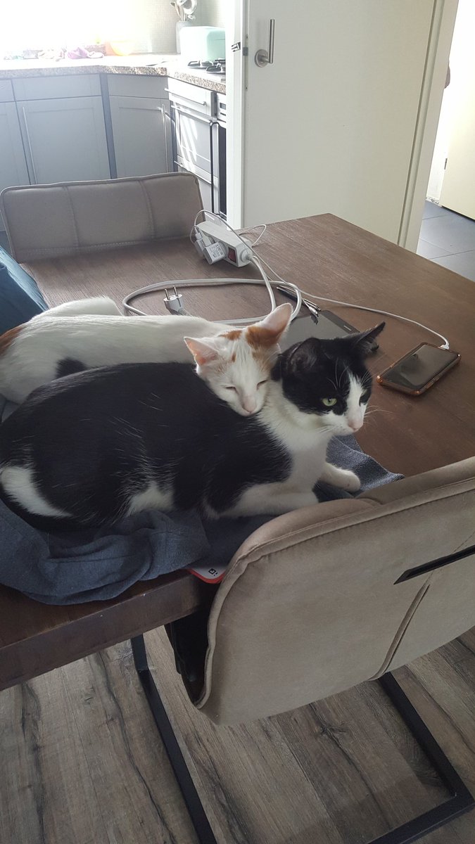 a_bellys's tweet photo. @gabbygotgamesvr Brother and sister (white one is lilly and the black one is sjefke) we have 2 more cats but i dont have  a pic of them.... (lilly is mine btw and sjefke is from my stefdad) 😍😍😍 https://t.co/woP9rW5hfw