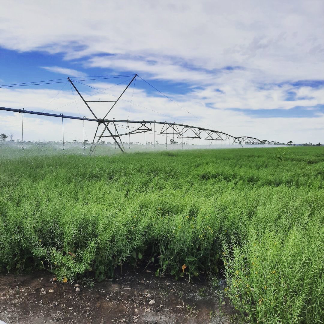 benparts's tweet photo. This job had it challenges navigating through this beautiful 5 foot canola crop that has been helped along by this Lindsay Zimmatic Pivot! 
#wecanfixit #benpartsirrigation @LindsayIrrigate https://t.co/3ocMiJXpNv