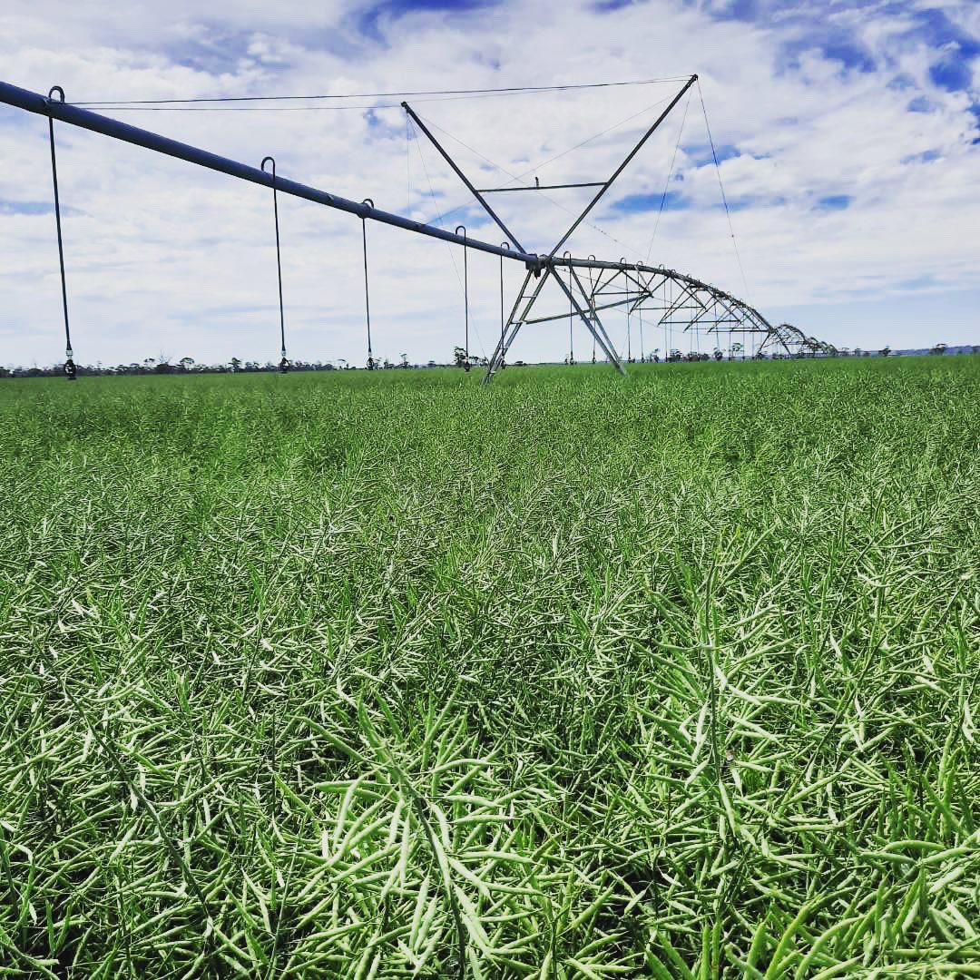 benparts's tweet photo. This job had it challenges navigating through this beautiful 5 foot canola crop that has been helped along by this Lindsay Zimmatic Pivot! 
#wecanfixit #benpartsirrigation @LindsayIrrigate https://t.co/3ocMiJXpNv