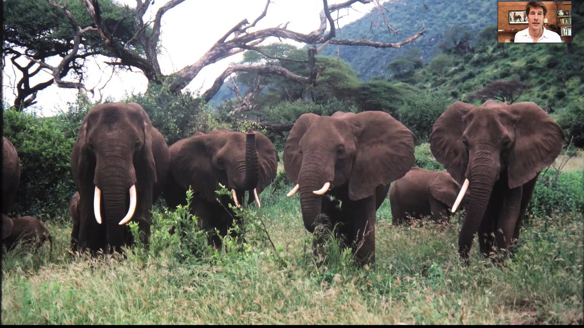 EMBLEvents's tweet photo. “The future of Africa’s elephants lies in the hearts and minds of the people who live with them,” 

Truly insightful keynote lecture by Frank Pope, the CEO of Save the Elephants @ste_kenya, an elephant conservation organisation in Kenya. #SciSoc2020 https://t.co/obVw8lALAe