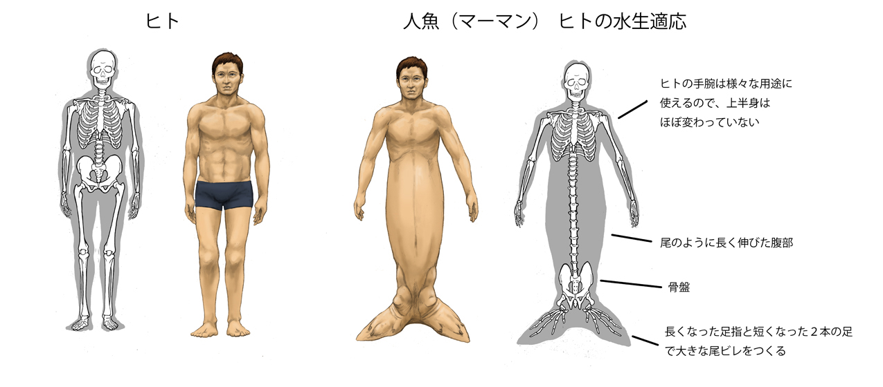 川崎悟司 生物進化でありうる人魚 マーマン を考えて見た ヒトの水生適応だが ヒトは尾が退化しているので 腹部を尾のように長くして 足２本で尾ビレをつくる 極端な胴長短足になった だいたいアザラシとスタイルに近い T Co