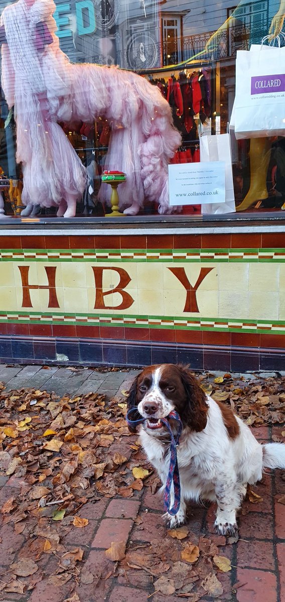 katesfxmakeup's tweet photo. Waiting to use the cash point yesterday, makes the ladies smile. Still on point with his lead carrying #baxtergriffiths #TunbridgeWells #dogsoftwitter https://t.co/YIMU48uu1W