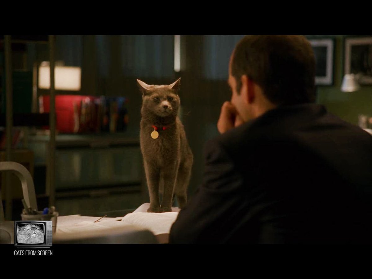 CatsScreen's tweet photo. Cutie death predictor from tv series House (season 5 episode 18).
#catsfromscreen #докторхаус #хьюлори #hughlaurie #пушистики #house #кино #котики #котэ #котей https://t.co/McIQGymaZD