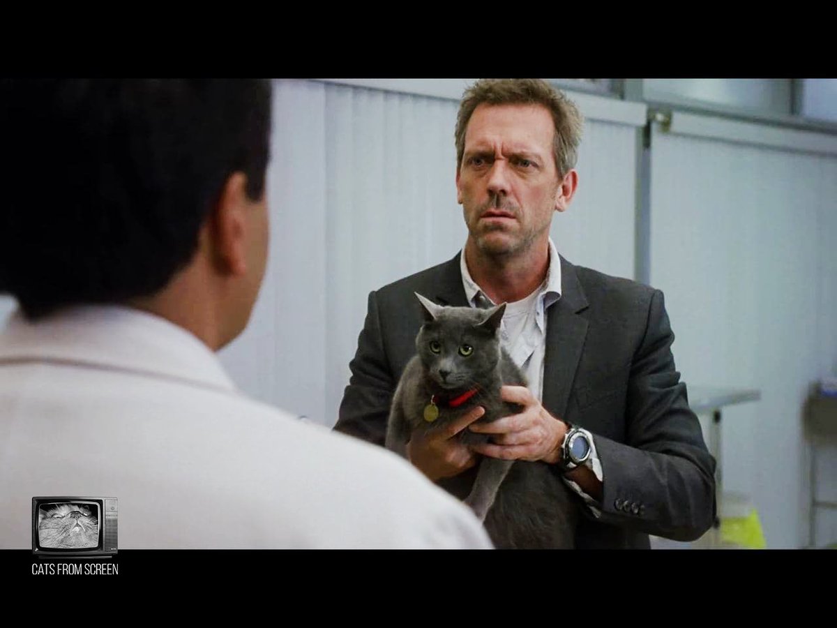 CatsScreen's tweet photo. Cutie death predictor from tv series House (season 5 episode 18).
#catsfromscreen #докторхаус #хьюлори #hughlaurie #пушистики #house #кино #котики #котэ #котей https://t.co/McIQGymaZD