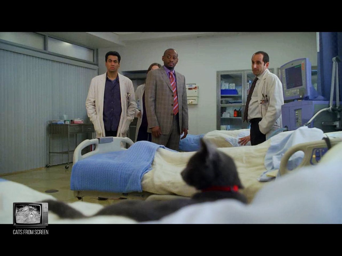 CatsScreen's tweet photo. Cutie death predictor from tv series House (season 5 episode 18).
#catsfromscreen #докторхаус #хьюлори #hughlaurie #пушистики #house #кино #котики #котэ #котей https://t.co/McIQGymaZD