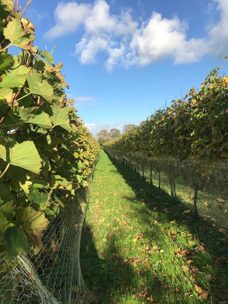 wijnweekendweg's tweet photo. Herfst bij Wijngaard De Frysling in Twijzel https://t.co/v3yB8mPekA
