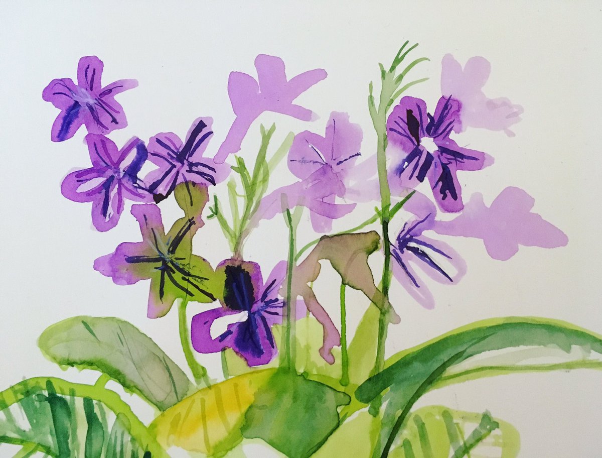 The power of flowers. Streptocarpus Polka Dot Purple helped kept Sara going in the early days after her husband’s death during lockdown. ‘It was, and still is, very important to me’. Sara’s story coming soon. <a href="/worcestermuseum/">Museums Worcestershire</a> <a href="/ace_midlands/">ACE Midlands</a> <a href="/SarahMillin1/">Sarah Millin</a> <a href="/JuliaLetts/">Julia Letts</a>