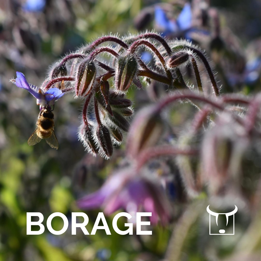 WholeHealth_Ag's tweet photo. Borage is a herb that has long been prized for its health-promoting properties.
It’s especially rich in gamma linoleic acid (GLA), which is an omega-6 fatty acid that has been shown to decrease inflammation.
#Borage #HealthyHerbs #Pollinators #BeeFriendly #WildHerbs #Herbs #Food https://t.co/Ie6741NtbC