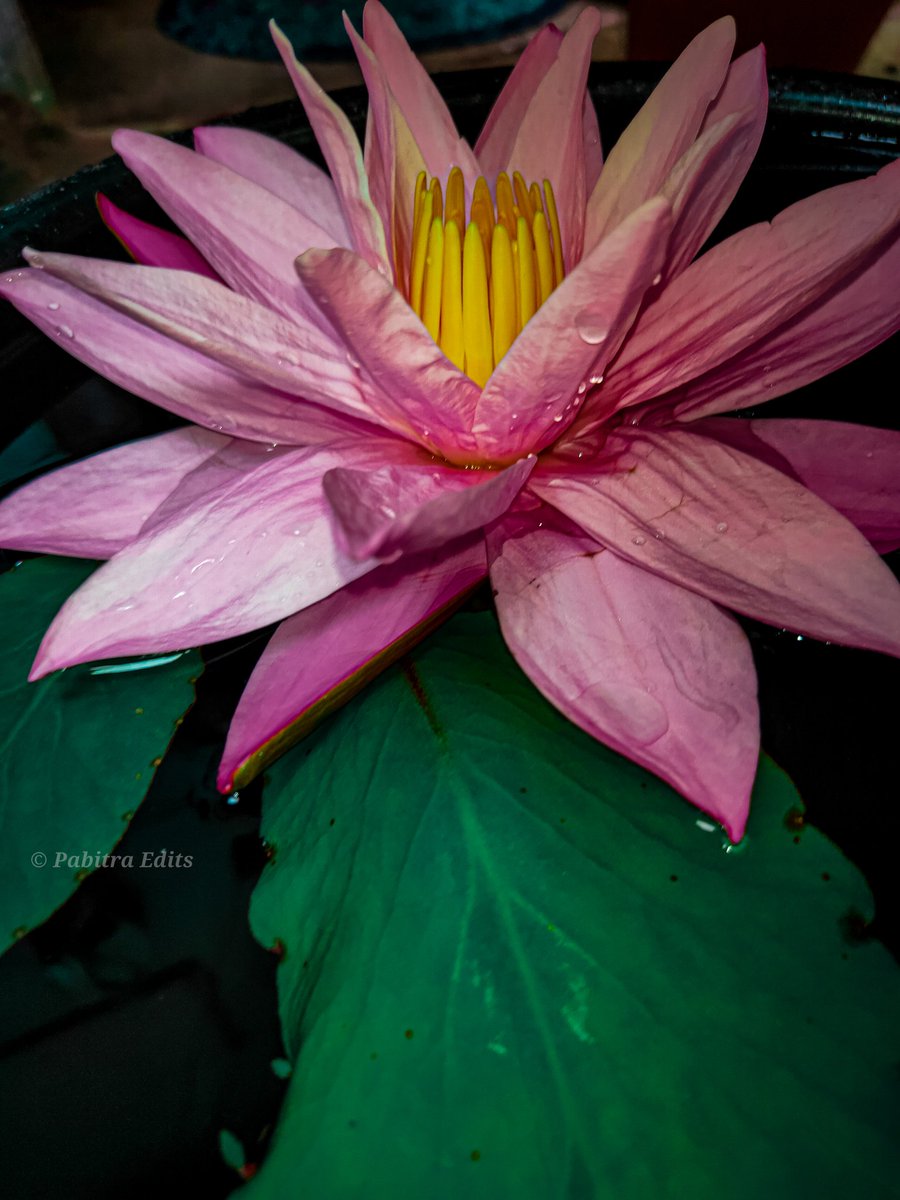 EditsPoint's tweet photo. Beautiful flowers 🏵️🌺🌺 #pabitraeditspoint #pabitraedits #pabitraphotography 
#flowers #flower #flowerstagram #flowerpower #flowersofinstagram #flowerslovers #floweroftheday #flowermagic #flowerporn #flowercrown #flowergirl #flowerlovers #flowertattoo #flowershop https://t.co/0fHtSK1U6h