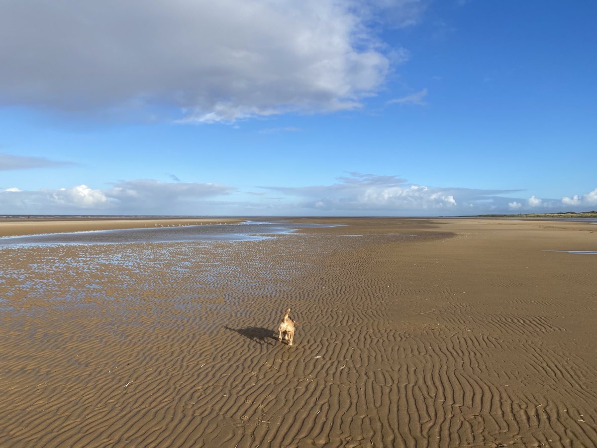 Glorious morning on Ainsdale beach yesterday. Gladys’ perfect day was completed by weeing on some washed up things, including a bird and a seal