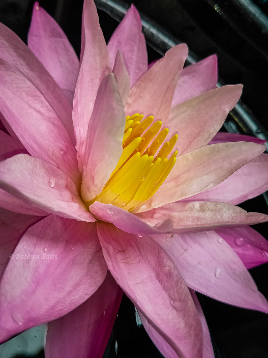 EditsPoint's tweet photo. Beautiful flowers 🏵️🌺🌺 #pabitraeditspoint #pabitraedits #pabitraphotography 
#flowers #flower #flowerstagram #flowerpower #flowersofinstagram #flowerslovers #floweroftheday #flowermagic #flowerporn #flowercrown #flowergirl #flowerlovers #flowertattoo #flowershop https://t.co/0fHtSK1U6h