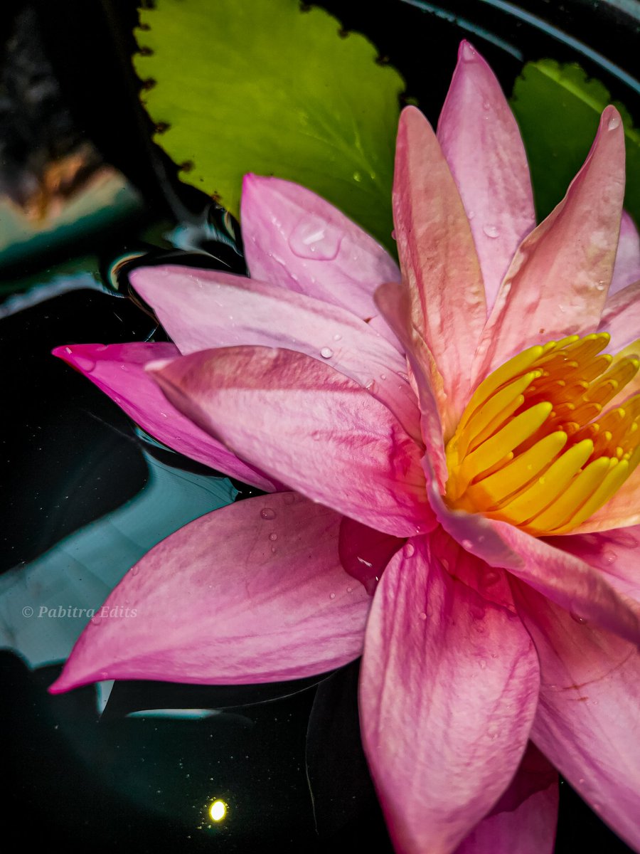 EditsPoint's tweet photo. Beautiful flowers 🏵️🌺🌺 #pabitraeditspoint #pabitraedits #pabitraphotography 
#flowers #flower #flowerstagram #flowerpower #flowersofinstagram #flowerslovers #floweroftheday #flowermagic #flowerporn #flowercrown #flowergirl #flowerlovers #flowertattoo #flowershop https://t.co/0fHtSK1U6h