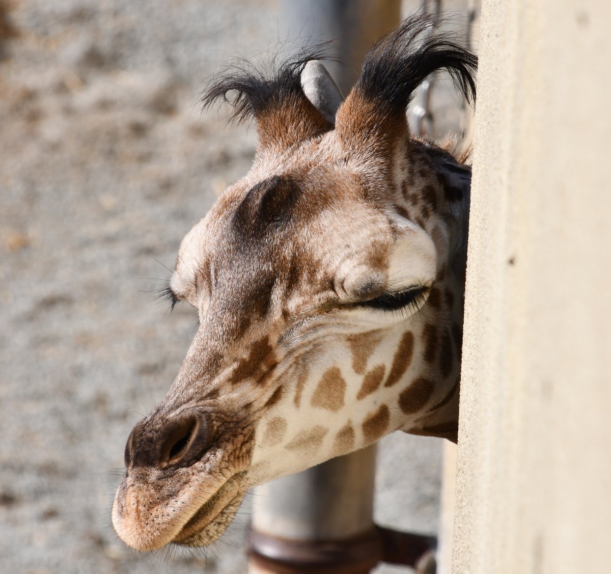 神戸市立王子動物園 公式 答えはキリンのひまわりちゃんでした 少しだけ顔を出すのがかわいらしくて問題にしましたが 特徴が無さすぎましたね すみません 王子動物園 キリン 神戸市立王子動物園 公式 答えはキリンのひまわりちゃんでした 少しだけ顔を出すのがかわいらしくて問題にしましたが 特徴が無さすぎましたね すみません 王子動物園 キリン