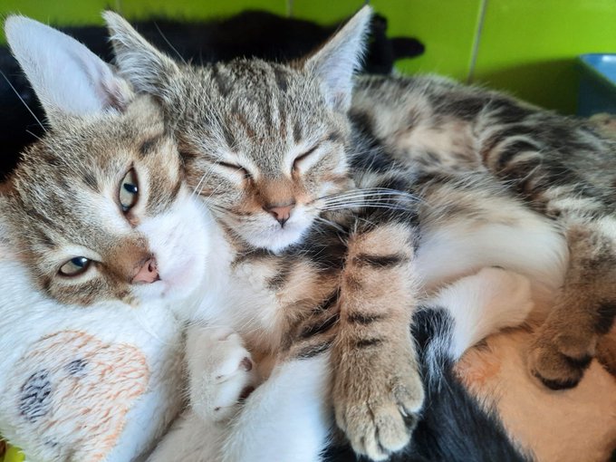 FBB_Officiel's tweet photo. #Adoption 
Chaque semaine, de nombreux chatons sont abandonnés... Recueillis par la FBB / @FBB_Refuges , ils attendent désormais une famille pour la vie ! 

💌 01.34.86.23.70 ou adoptions@fondationbrigittebardot.fr
👉 https://t.co/oNSYWe4wck https://t.co/XwPJgorNb1
