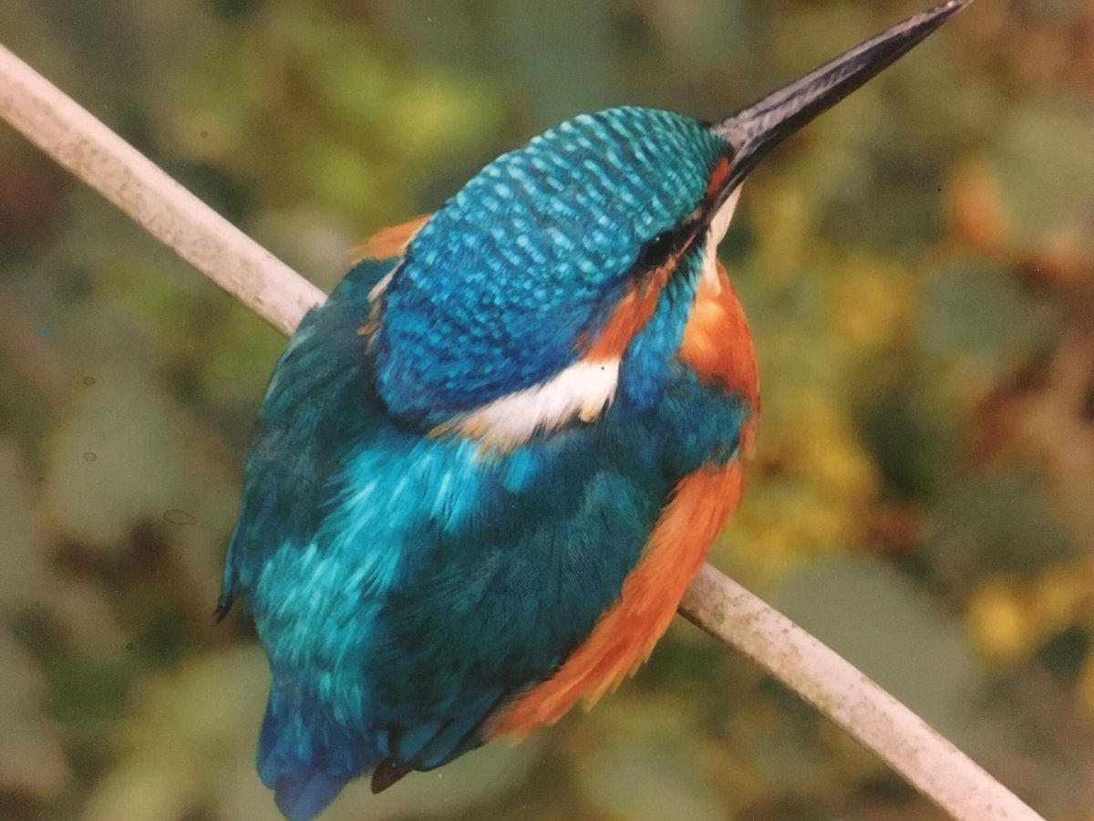 HelenRobinsonA1's tweet photo. Please would you give me a little shout out to your Twitter pals?? I’d love more followers!! It helps if they like kingfishers 😆 https://t.co/et733WVTLS
